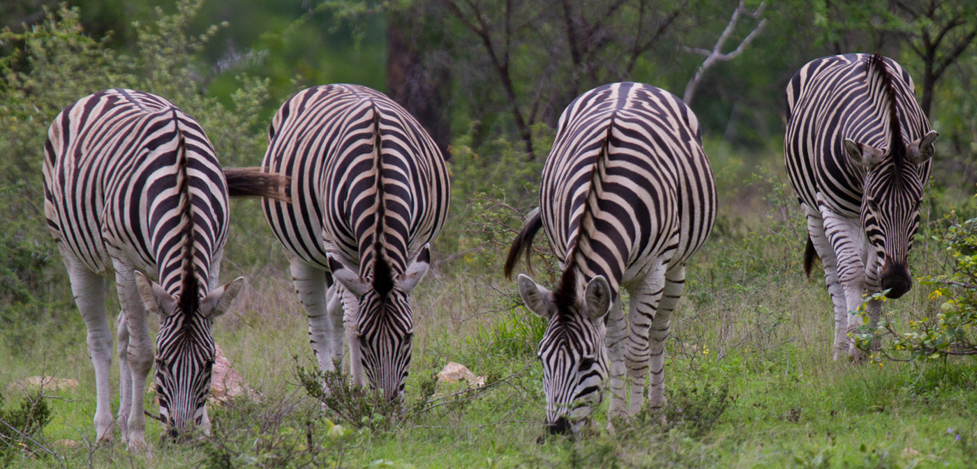 Grazing Zebra